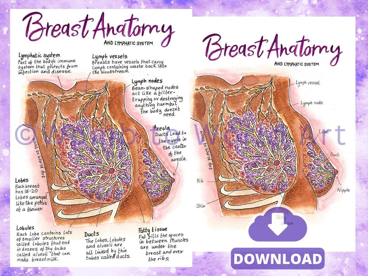 Breast Anatomy Illustrations PDF Download | IBCLC Antenatal Education Breastfeeding Teaching Diagrams Lactation Consultant