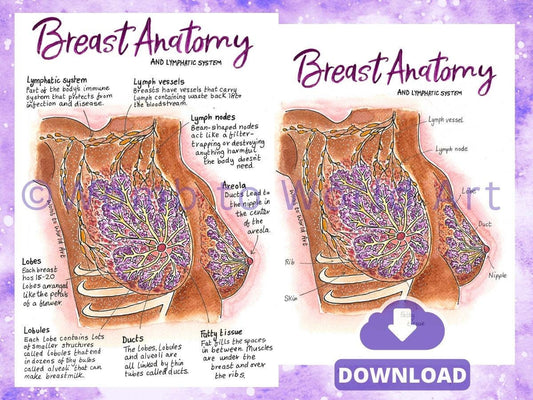 Breast Anatomy Illustrations PDF Download | IBCLC Antenatal Education Breastfeeding Teaching Diagrams Lactation Consultant