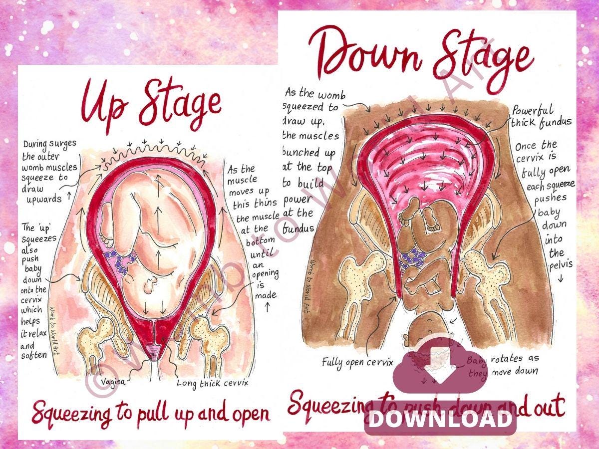 Hypnobirthing Stages Diagram: Labour & Birth Education Illustration for Hypnobirthing (PDF Download)