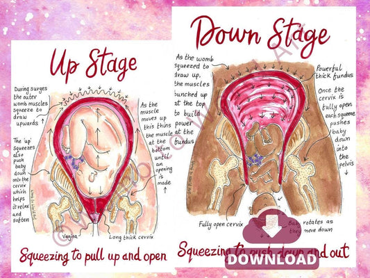 Hypnobirthing Stages Diagram: Labour & Birth Education Illustration for Hypnobirthing (PDF Download)