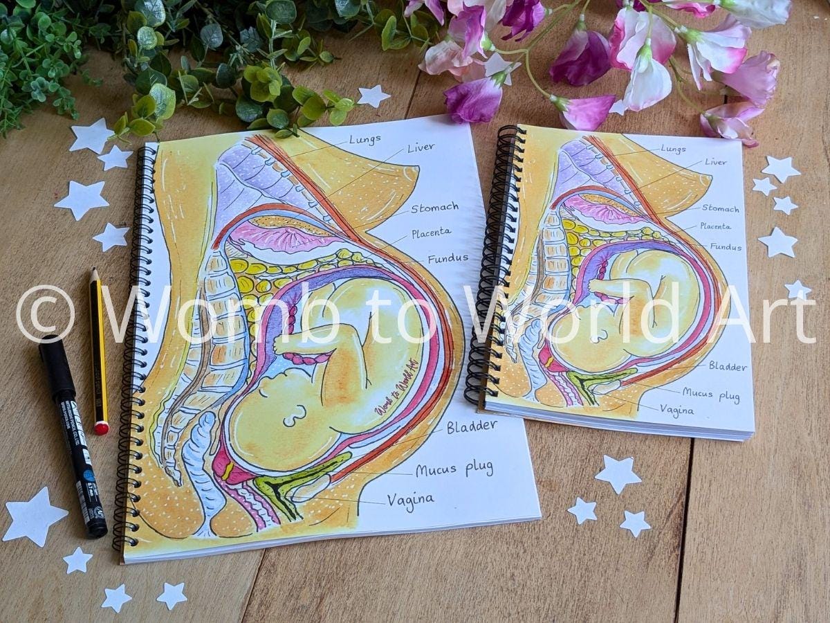 Pregnancy Anatomy Student Midwife Notebook