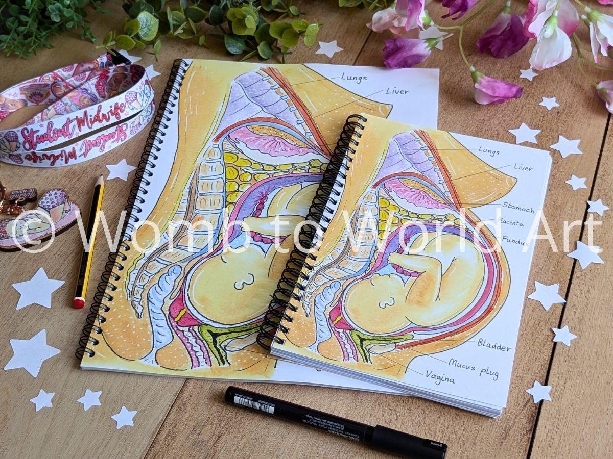 Pregnancy Anatomy Student Midwife Notebook
