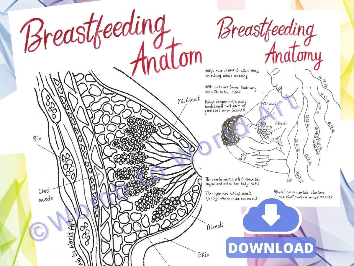 Breastfeeding Breast Anatomy A4 Colouring Pages Download | Antenatal Education | Doula Tool | Midwife | Postpartum