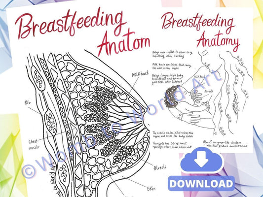 Breastfeeding Breast Anatomy A4 Colouring Pages Download | Antenatal Education | Doula Tool | Midwife | Postpartum