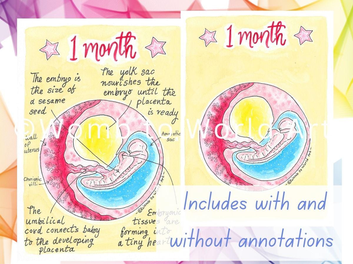 10 Months Pregnancy Illustrations Printouts: Fetal Development Stages Diagrams for Doulas (PDF Download)
