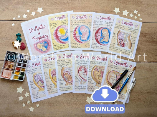 10 Months Pregnancy Illustrations Printouts: Fetal Development Stages Diagrams for Doulas (PDF Download)