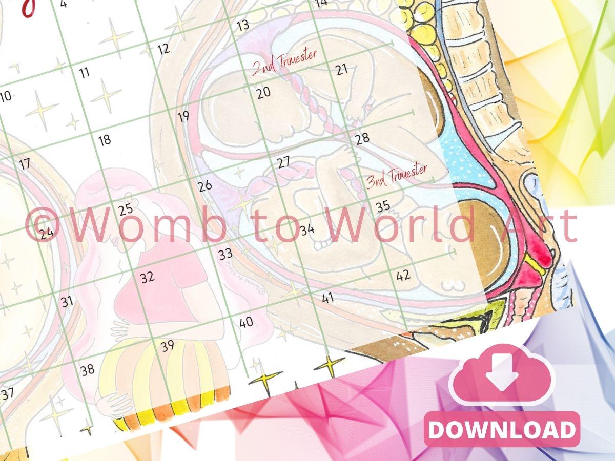 42 Weeks Pregnancy Countdown Calendar A3 PDF Download: Antenatal Education, Doula Tool (PDF Download)