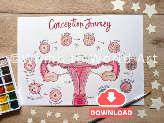 Conception Anatomy Illustration for Antenatal Education Handouts: Pregnancy Teaching Tool (PDF) Download