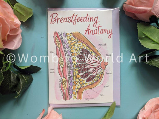 Breastfeeding Anatomy Card: Lactation Consultant Gift