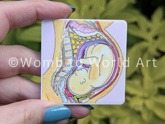 Pregnancy Anatomy Magnet