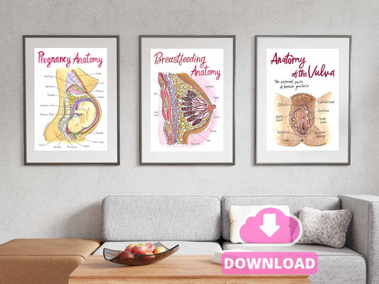 Pregnancy Anatomy Art Prints: OBGYN Office Decor Wall Art for Doulas Teaching Tools (A3 PDF Download)