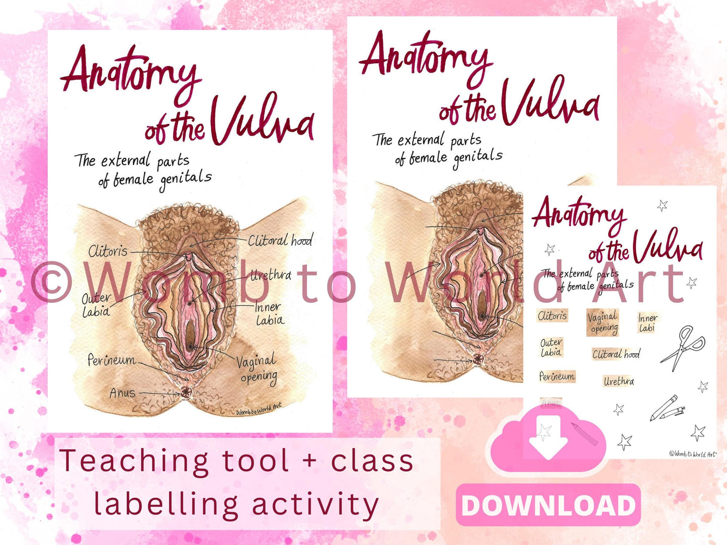 Vulva Anatomy Diagram PDF | Labour Birth Education Class Activity | Doula Downloads | Midwife | Birthworker | Antenatal | Women's Health
