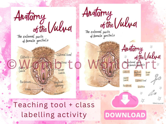 Vulva Anatomy Diagram PDF | Labour Birth Education Class Activity | Doula Downloads | Midwife | Birthworker | Antenatal | Women's Health