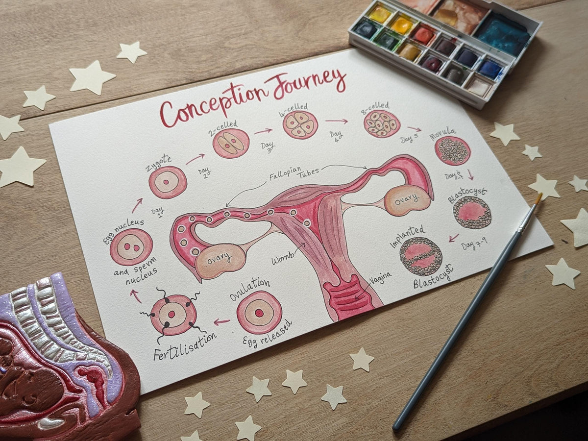 Conception Anatomy Illustration for Antenatal Education Handouts: Pregnancy Teaching Tool (PDF) Download
