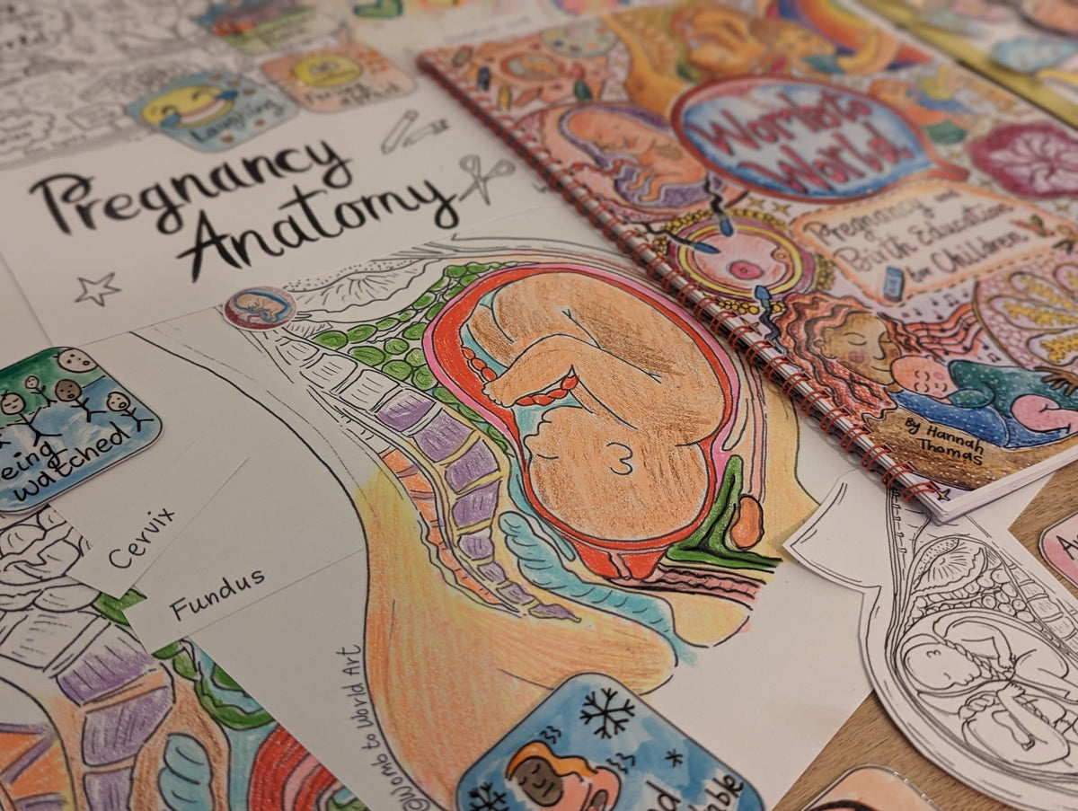 Pregnancy Anatomy Colouring Poster and Labelling Activity for Antenatal Classes (Digital PDF Download)