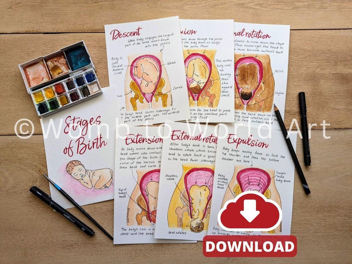 May include: Stages of birth illustrated with watercolour paintings. Each stage is depicted with a woman's body and a baby in different positions. The stages include descent, flexion, internal rotation, extension, external rotation, and expulsion.