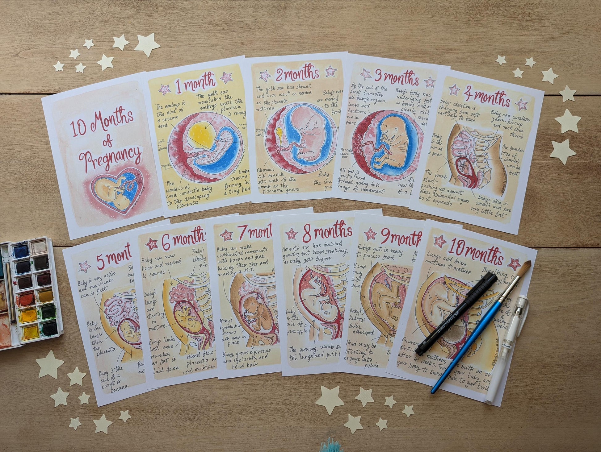 10 Months Pregnancy Illustrations Printouts: Fetal Development Stages Diagrams for Doulas (PDF Download)