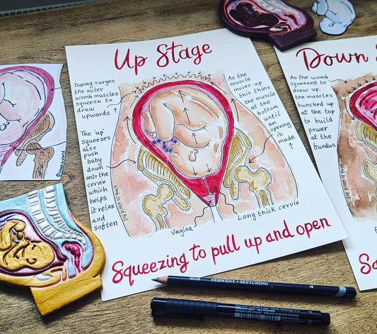 Hypnobirthing Stages Diagram: Labour & Birth Education Illustration for Hypnobirthing (PDF Download)