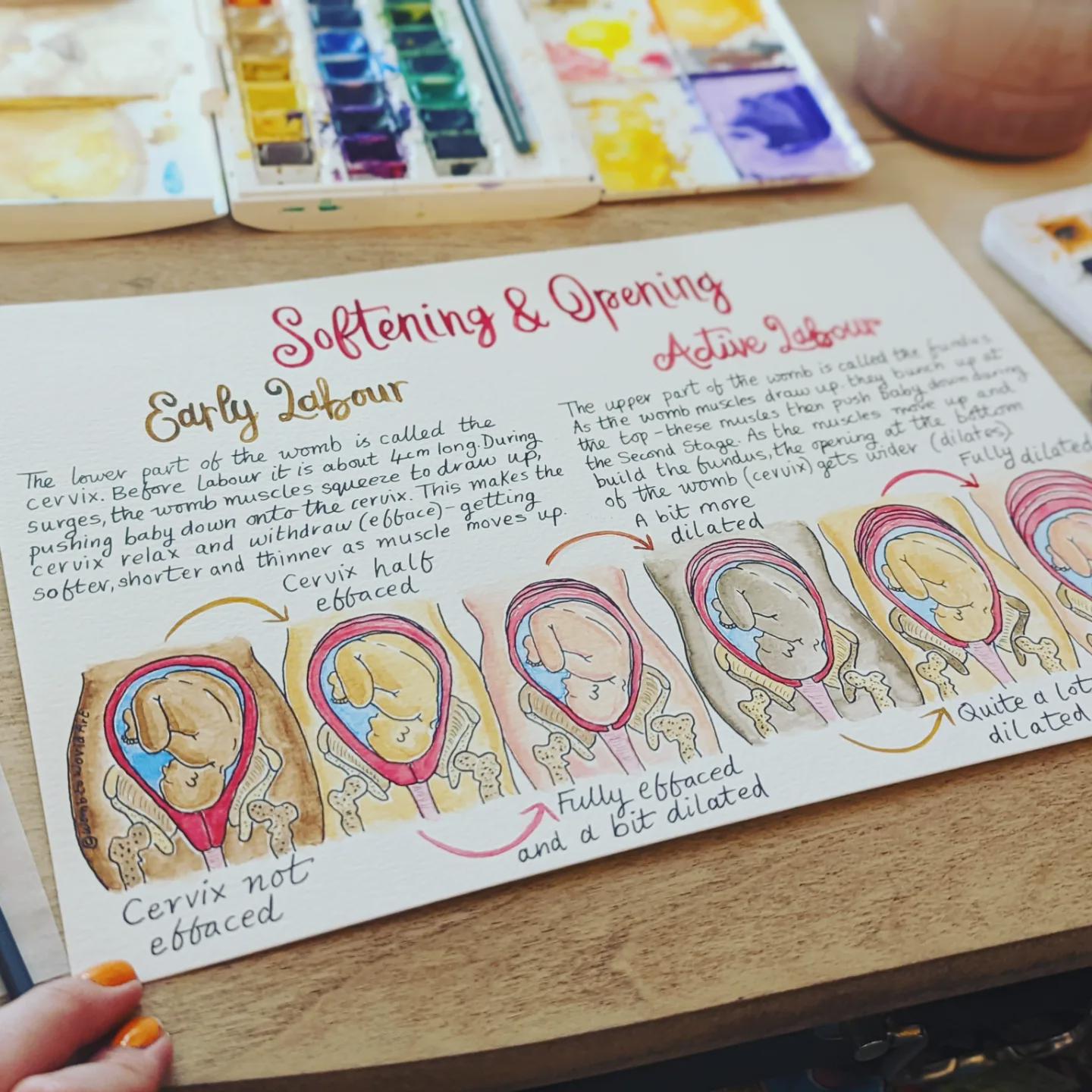 Hypnobirthing Cervical Dilation Handout: Labour Education Diagrams for Doulas and Antenatal (PDF Download)