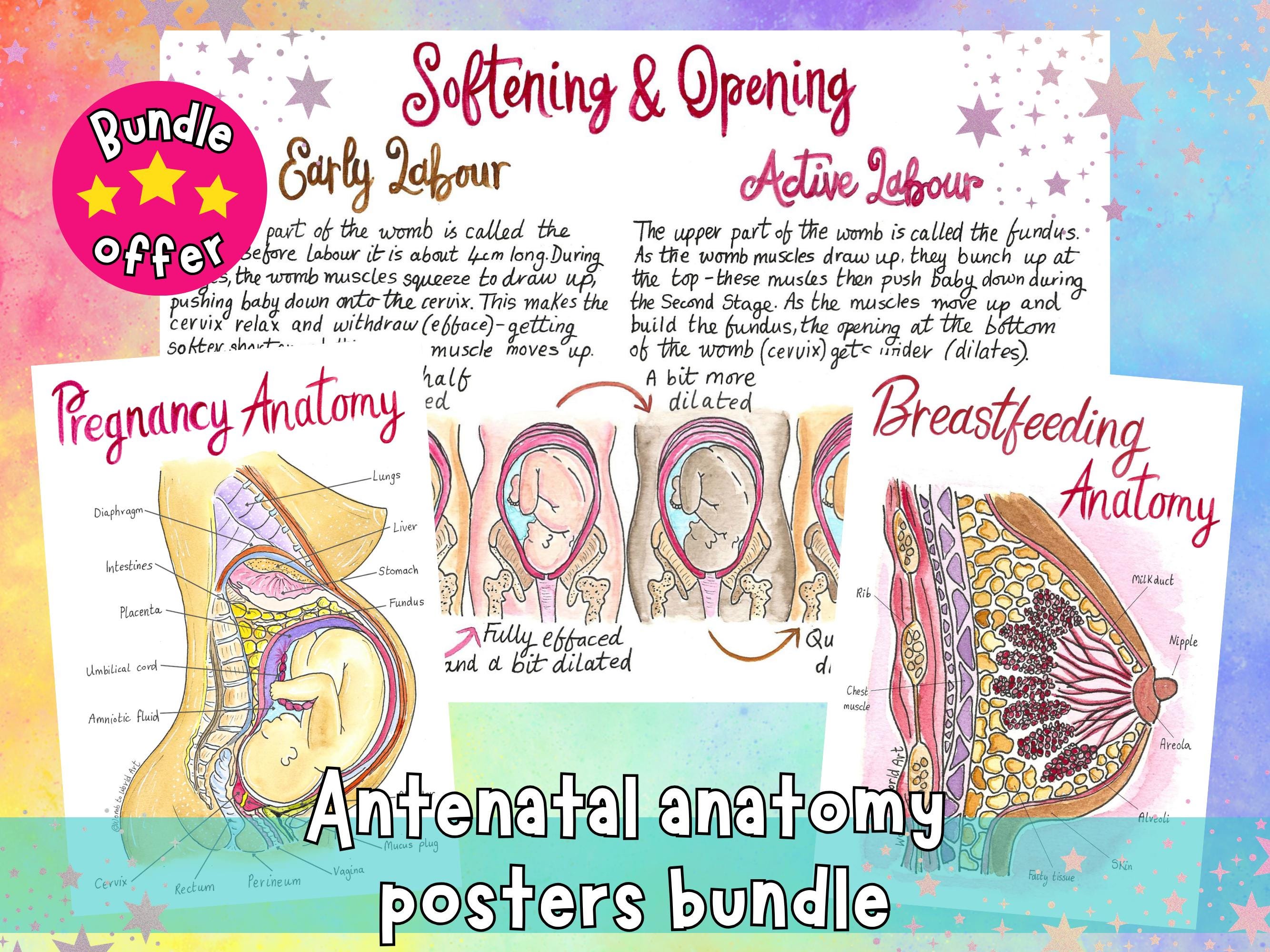 Pregnancy Posters Set - Antenatal Teacher, Doula, Midwife + Childbirth ...