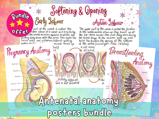 Pregnancy Posters Bundle for Antenatal Teachers, Doulas, Midwives and Childbirth Education