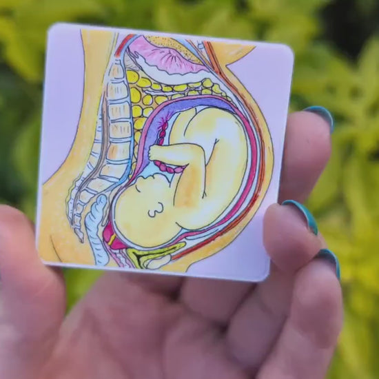 Pregnancy Anatomy Magnet