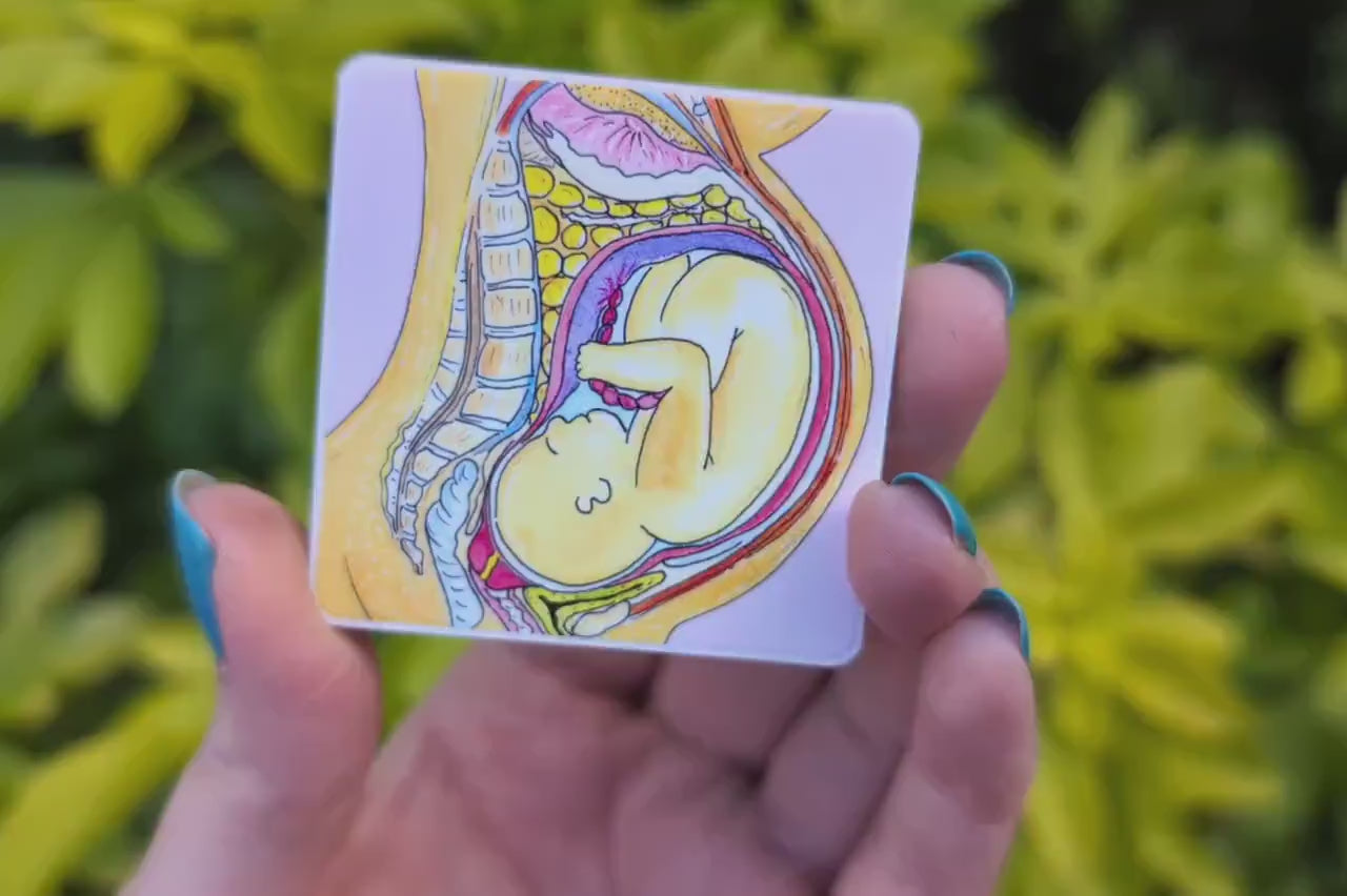 Pregnancy Anatomy Magnet