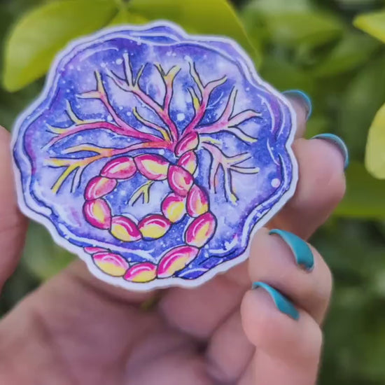Placenta Magnet