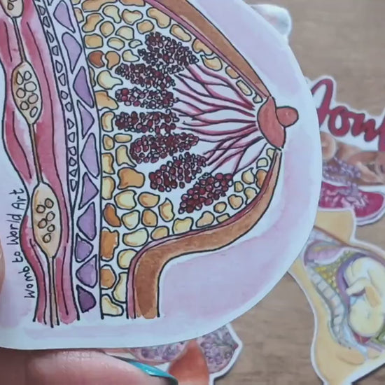 Breast Anatomy Sticker 8cm