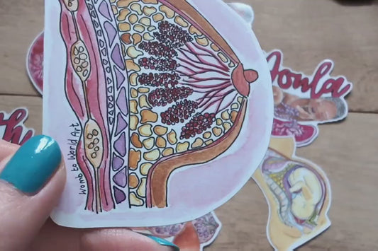 Breast Anatomy Sticker 8cm
