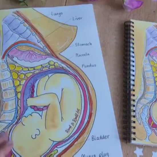 Pregnancy Anatomy Student Midwife Notebook