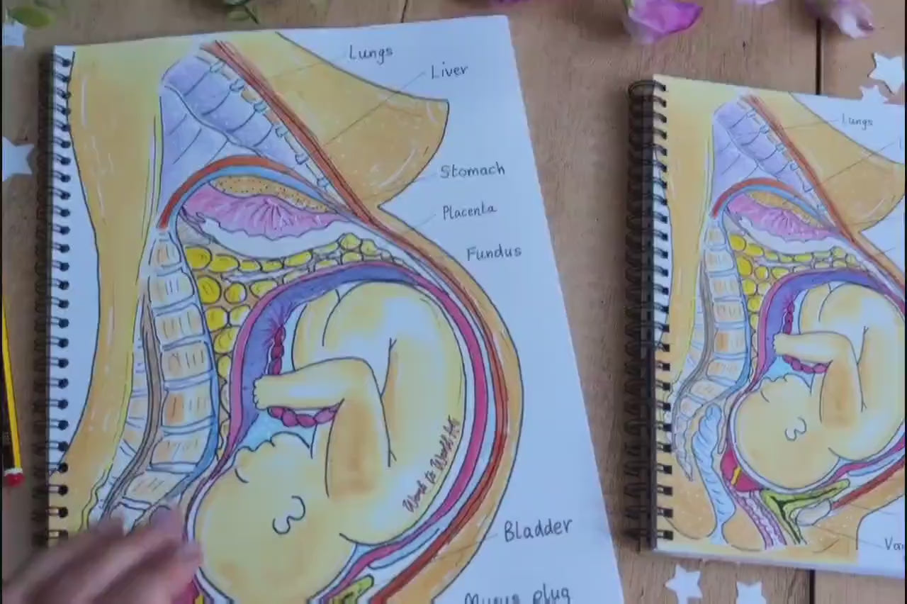 Pregnancy Anatomy Student Midwife Notebook
