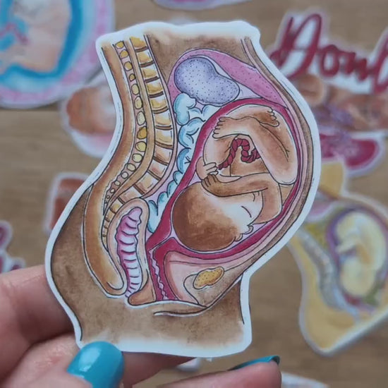 Pregnancy Anatomy Sticker 10cm