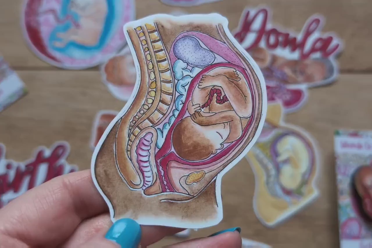 Pregnancy Anatomy Sticker 10cm