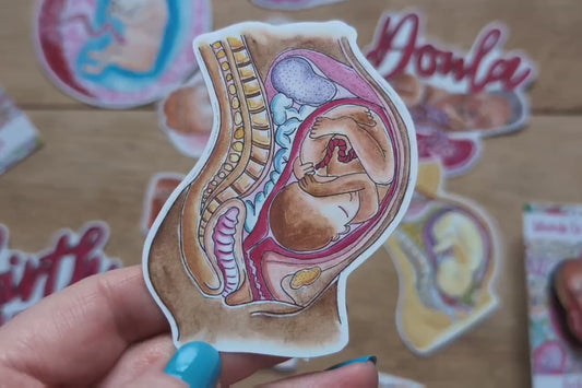 Pregnancy Anatomy Sticker 10cm
