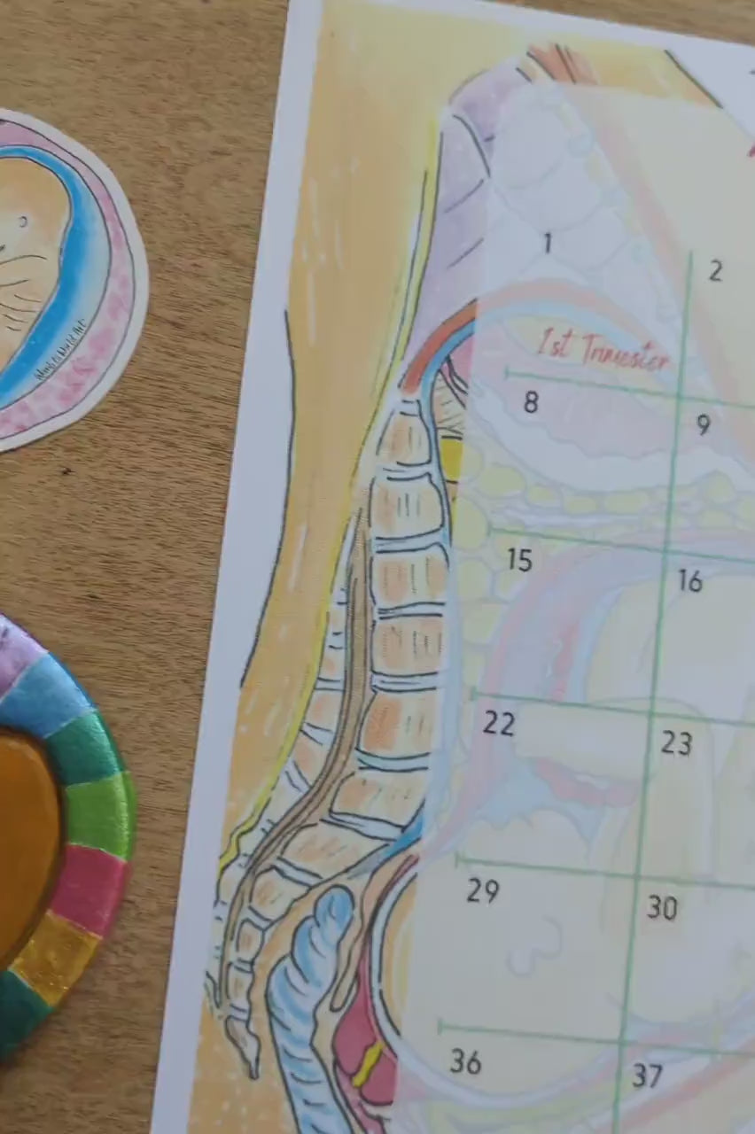 42 Weeks Pregnancy Countdown Calendar A3 PDF Download: Antenatal Education, Doula Tool (PDF Download)