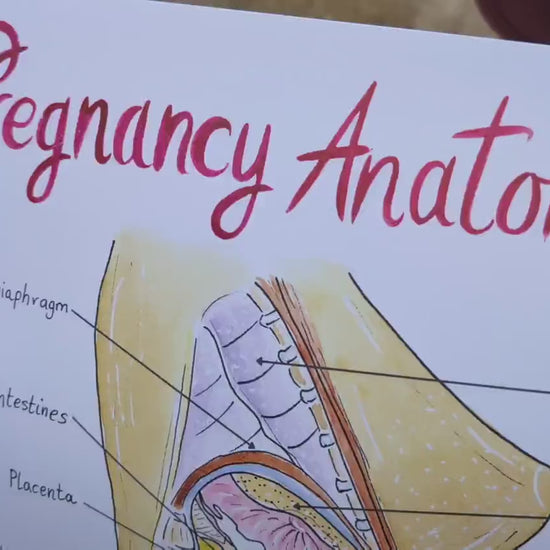 Pregnancy Anatomy A3 Poster Teaching Tool