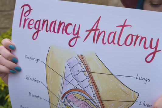 Pregnancy Anatomy A3 Poster Teaching Tool