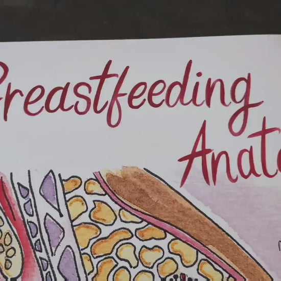 Breastfeeding Anatomy A3 250gsm Poster Print