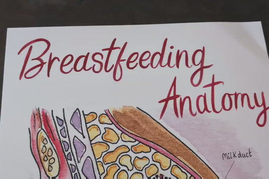 Breastfeeding Anatomy A3 250gsm Poster Print