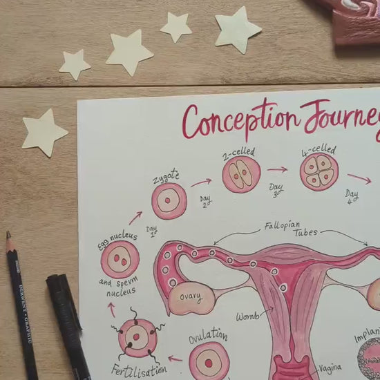 Conception Anatomy Illustration for Antenatal Education Handouts: Pregnancy Teaching Tool (PDF) Download