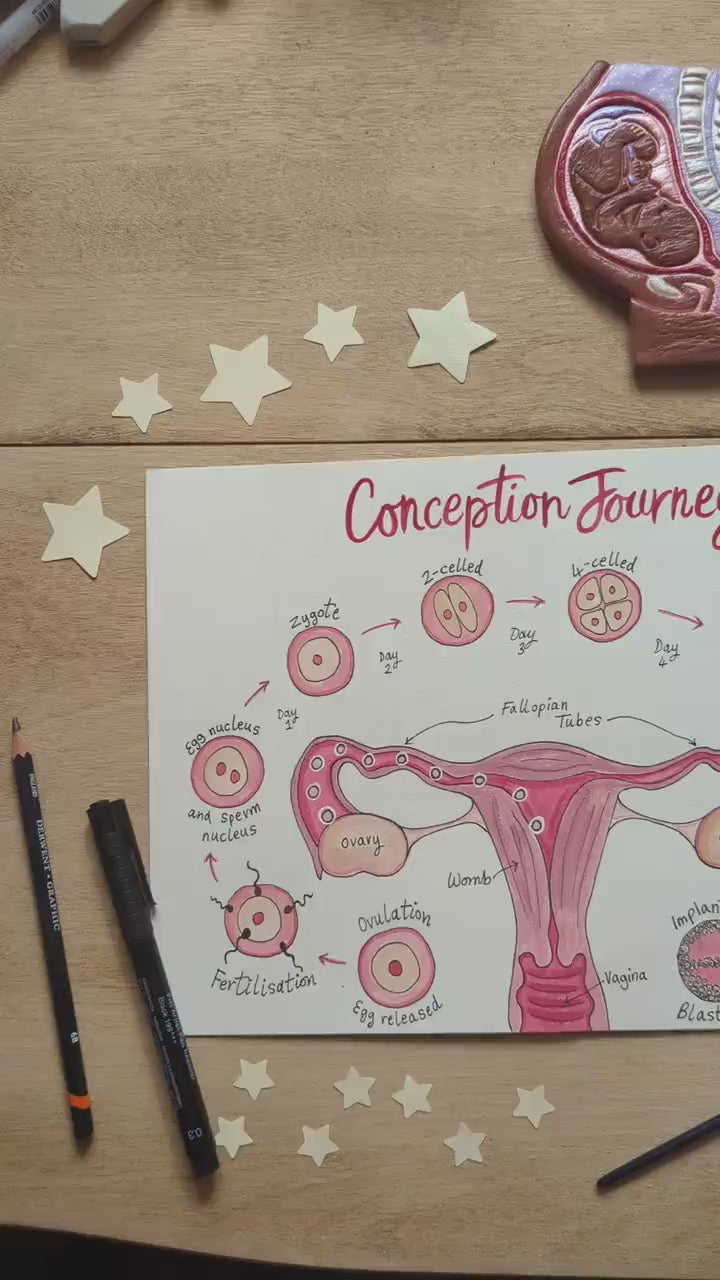 Conception Anatomy Illustration for Antenatal Education Handouts: Pregnancy Teaching Tool (PDF) Download