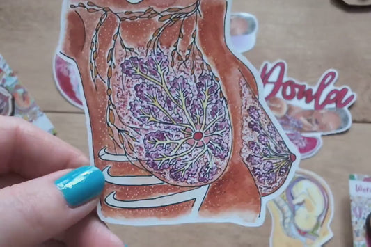 IBCLC Day Breast Anatomy Sticker 8cm